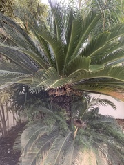 Cycas revoluta