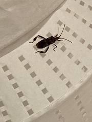 Leptoglossus occidentalis