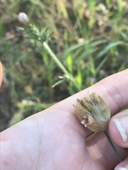 Petrorhagia prolifera