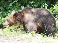 Ursus arctos arctos