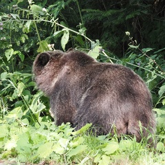 Ursus arctos arctos