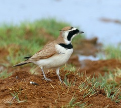 Eremophila bilopha