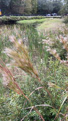 Andropogon glomeratus