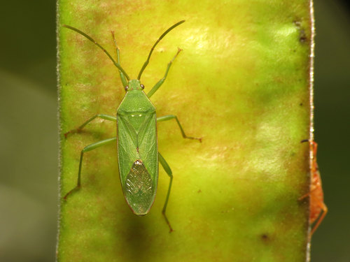 Savius rufomarginatus