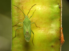 Savius rufomarginatus
