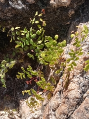 Adiantum raddianum