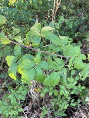Rubus affinis