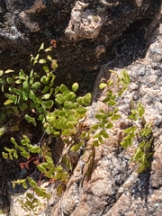 Adiantum raddianum