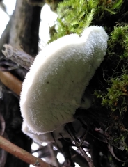 Spongipellis spumeus