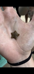 Asterina