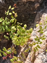Adiantum raddianum