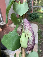 Aristolochia littoralis