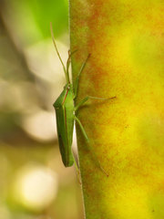 Savius rufomarginatus