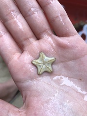 Asterina