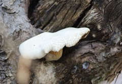 Pleurotus dryinus