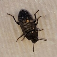 Blapstinus