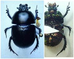 Sericotrupes niger