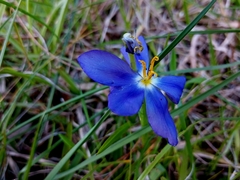 Iridaceae