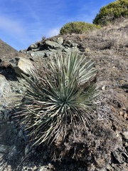 Hesperoyucca whipplei