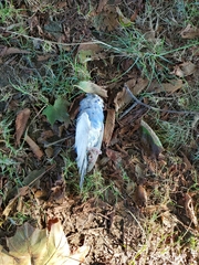 Melopsittacus undulatus domesticus