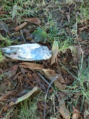 Melopsittacus undulatus domesticus