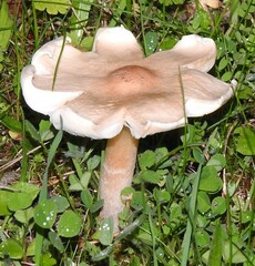 Lepiota oreadiformis