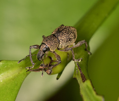 Metapocyrtus adspersus