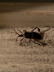 Leptoglossus occidentalis