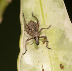 Metapocyrtus adspersus