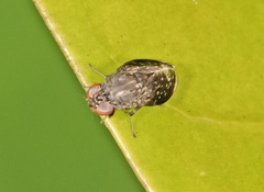 Phobeticomyia