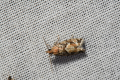 Zeiraphera canadensis