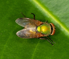 Isomyia