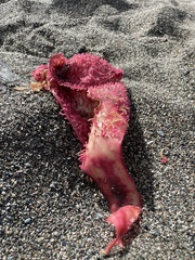 Chondracanthus exasperatus