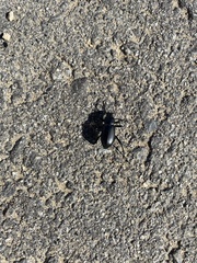 Coelocnemis dilaticollis