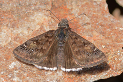 Erynnis scudderi
