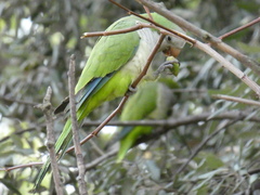 Myiopsitta monachus