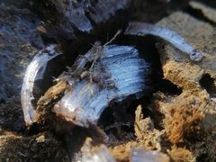 Exidiopsis effusa