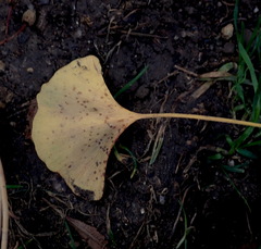 Bartheletia paradoxa