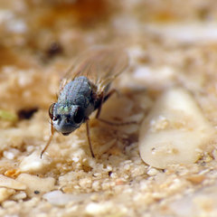 Ephydra