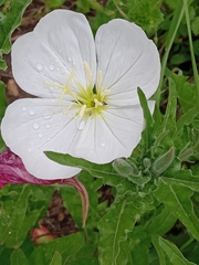 Oenothera tetraptera