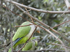 Myiopsitta monachus