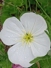 Oenothera tetraptera