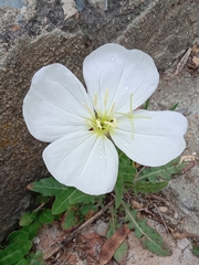 Oenothera tetraptera