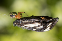 Araneus guttatus
