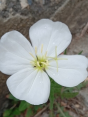 Oenothera tetraptera