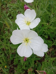 Oenothera tetraptera
