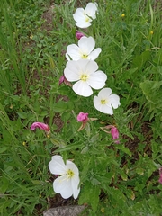 Oenothera tetraptera