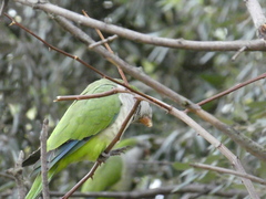 Myiopsitta monachus