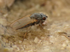 Ephydra