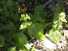 Ribes magellanicum